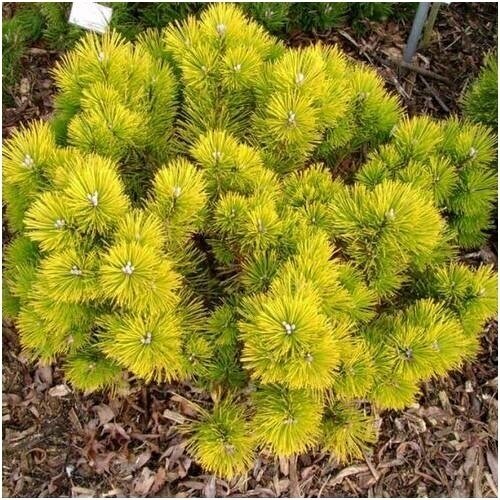 Pušis kalninė 'Golden Glow' C45 Pušis kalninė 'Golden Glow' C45