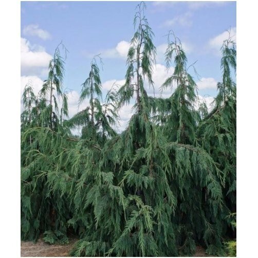 Puskiparisis nutkinis 'Pendula' C45