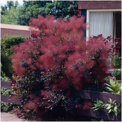 European smoketree 'Follis Purpureis' C10