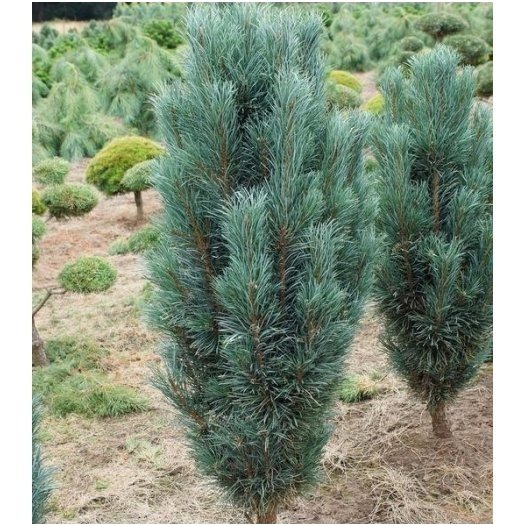 Pušis paprastoji 'Fastigiata' C45