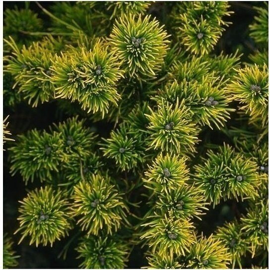 Mountain pine 'Carsten's Wintergold' C30