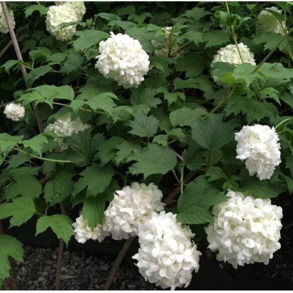 Compact guelder rose 'POHJAN NEITO' C10 1