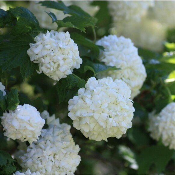 Compact guelder rose 'POHJAN NEITO' C10 Compact guelder rose 'POHJAN NEITO' C10
