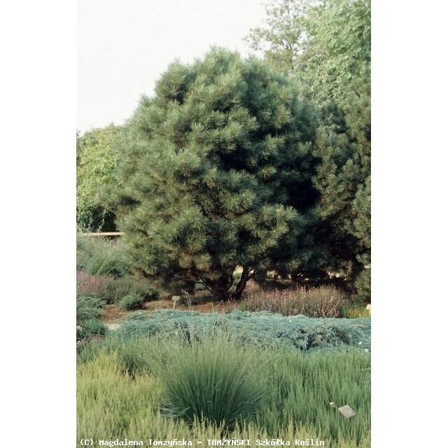 Black pine 'Globosa' C20 1