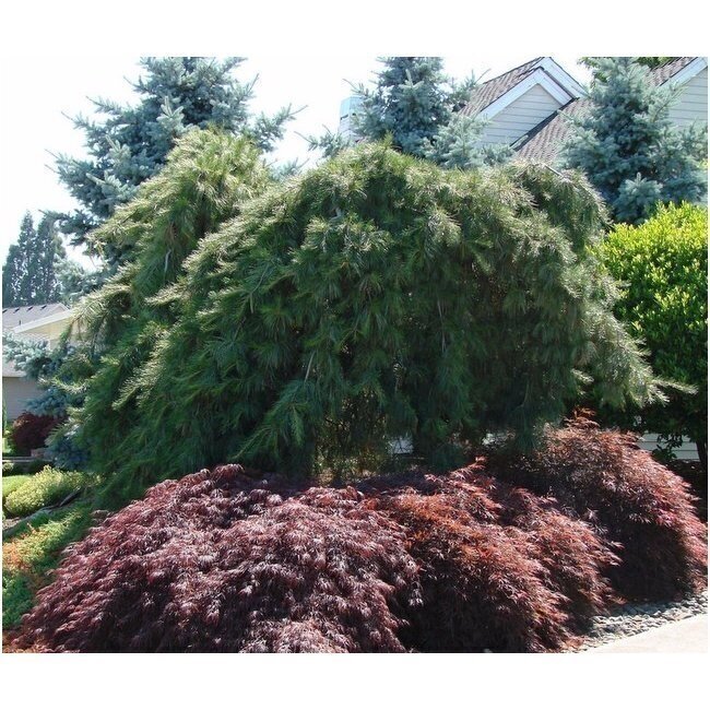 Pušis veimutinė 'Pendula' C10 2