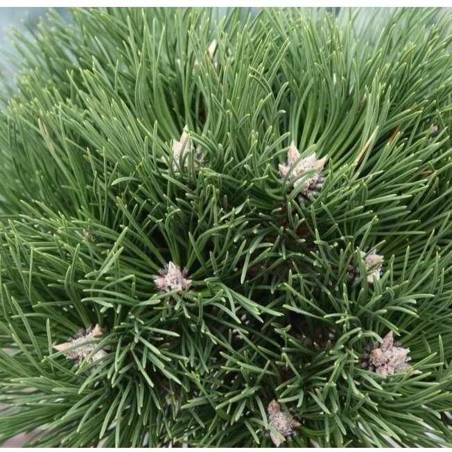 Black pine 'HORNIBROOKIANA' C10 2
