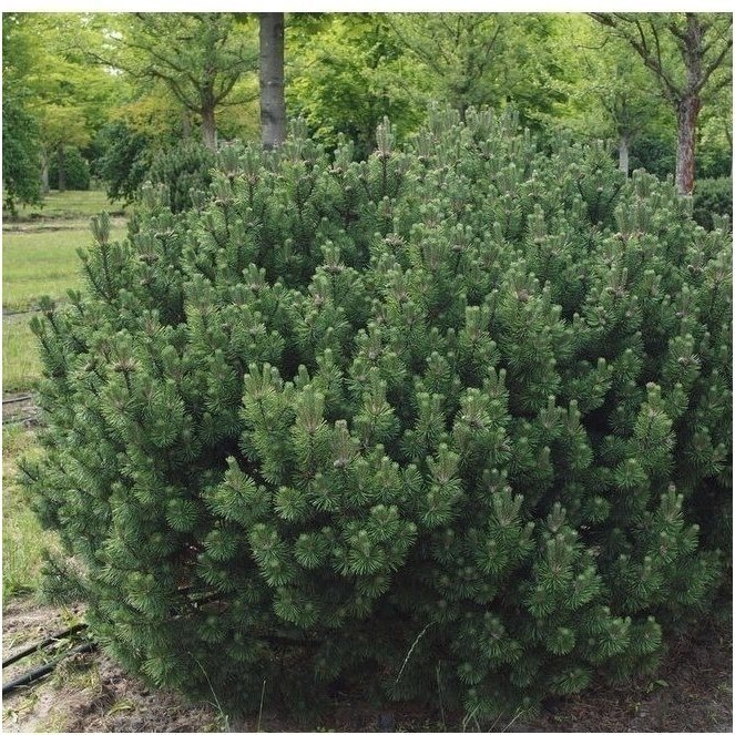 Mountain pine subsp. Mugo C60