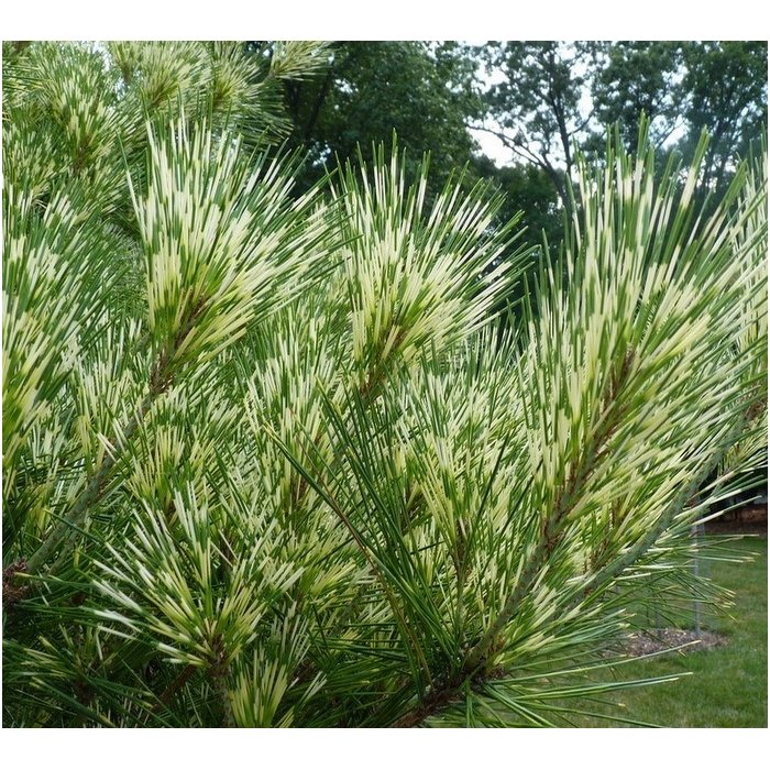 Japanese pine 'Oculus Draconis' C10 1 Japanese pine 'Oculus Draconis' C10 1