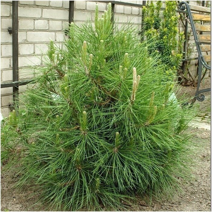 Pušis juodoji 'Globosa' Pa, C60 1 Pušis juodoji 'Globosa' Pa, C60 1