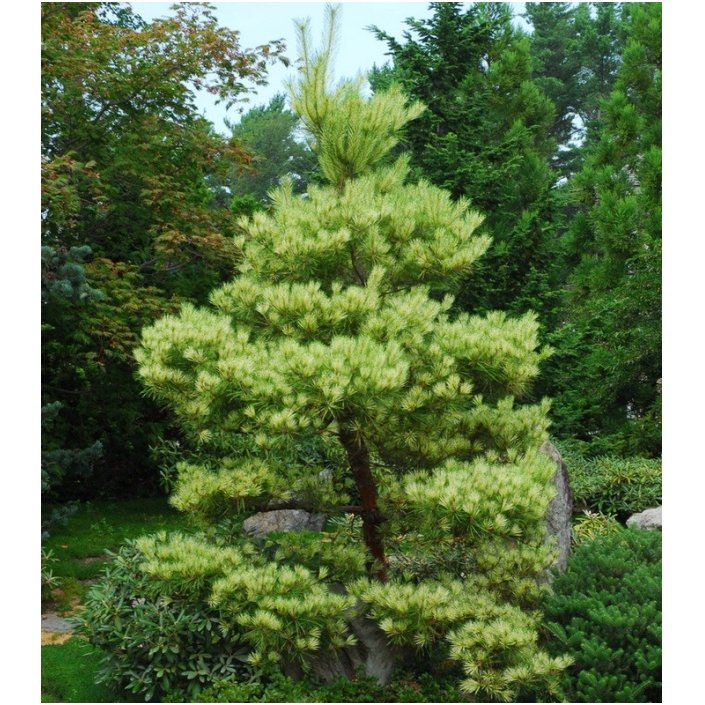 Japanese pine 'Oculus Draconis' C10 2 Japanese pine 'Oculus Draconis' C10 2
