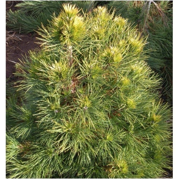 Pušis paprastoji 'Globosa Viridis' C60