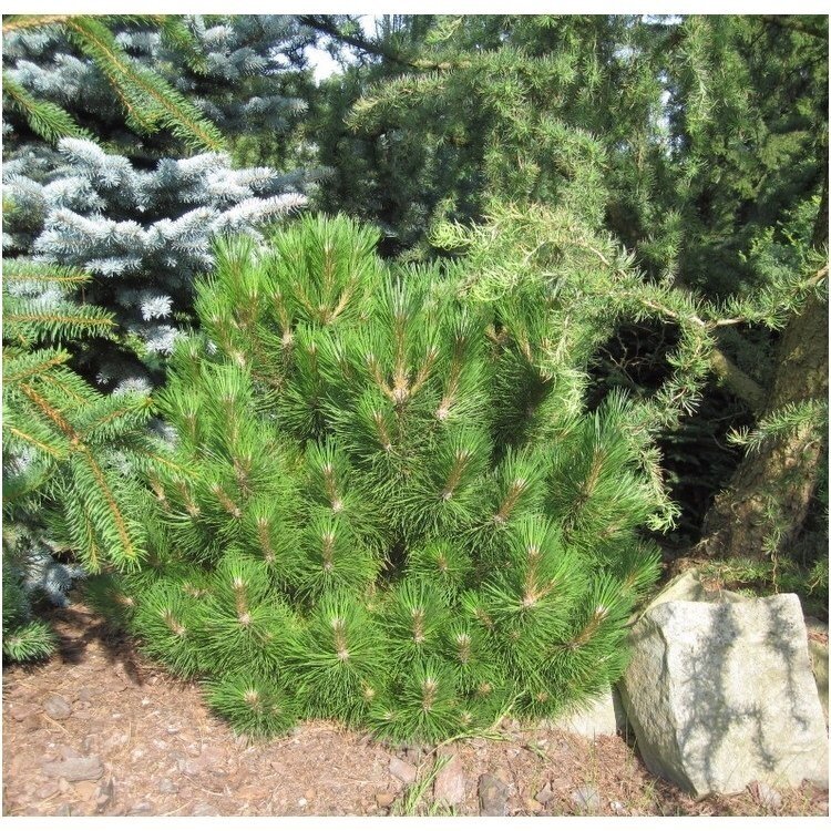 Black pine 'Nana' C10 1 Black pine 'Nana' C10 1