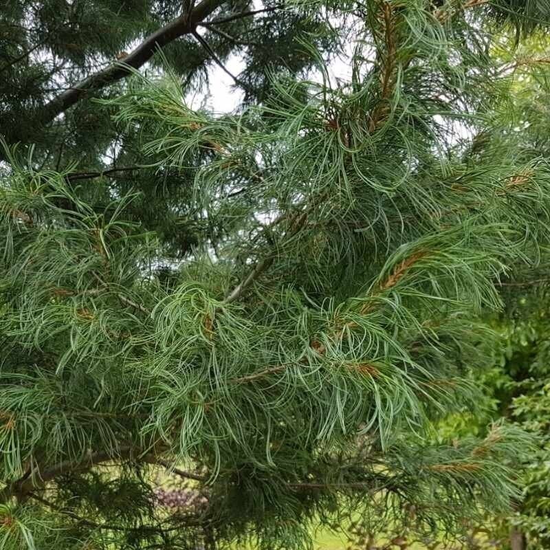 Eastern white pine 'Torulosa', C20 1