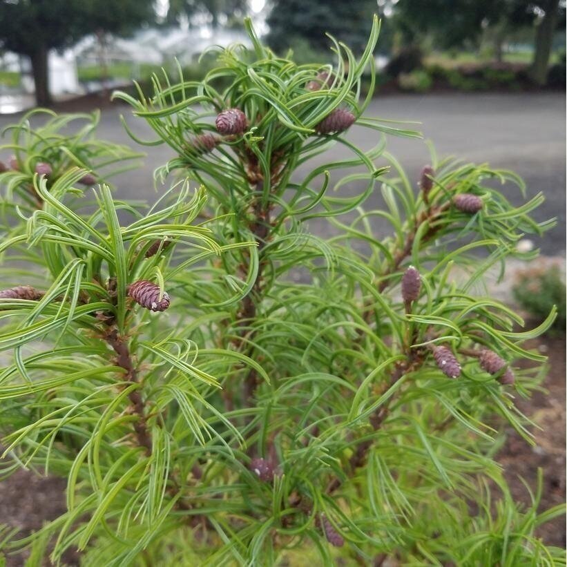 Eastern white pine 'Torulosa', C20 Eastern white pine 'Torulosa', C20
