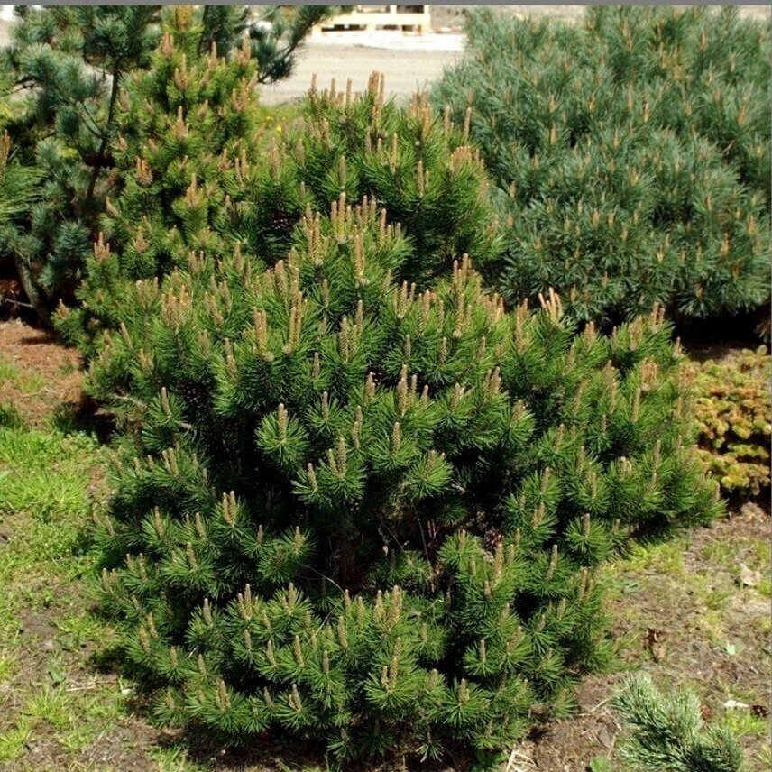 Mountain pine 'Laurin' C60 Mountain pine 'Laurin' C60