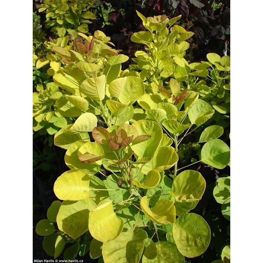 European smoketree Golden Spirit 'Ancot' PBR C5