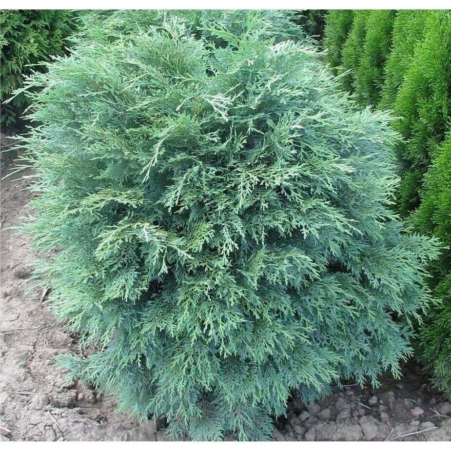 Puskiparisis lausono 'Globosa' C2