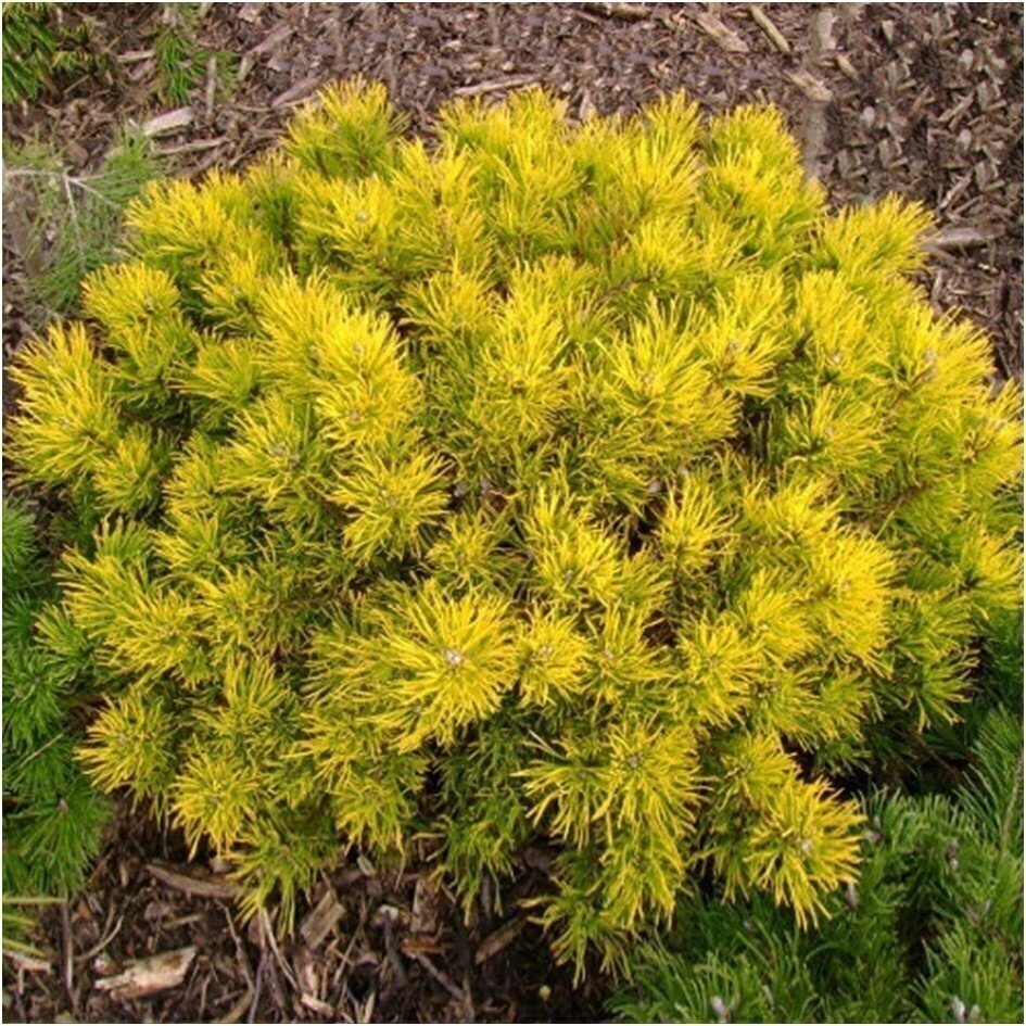 Pušis kalninė 'Golden Glow' C60, Pa 1 Pušis kalninė 'Golden Glow' C60, Pa 1