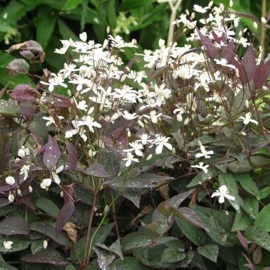 Raganė stačioji 'Purpurea' C5