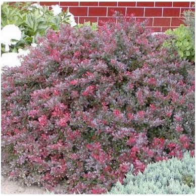 Raugerškis tunbergo 'Atropurpurea Nana' C5