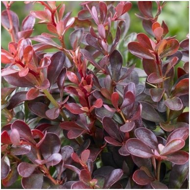 Raugerškis tunbergo 'Atropurpurea Nana' C5 2 Raugerškis tunbergo 'Atropurpurea Nana' C5 2
