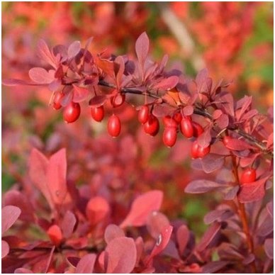 Raugerškis tunbergo 'Atropurpurea Nana' C5 3 Raugerškis tunbergo 'Atropurpurea Nana' C5 3