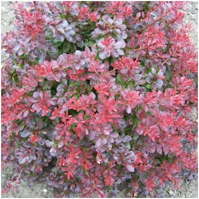 Raugerškis tunbergo 'Atropurpurea Nana' C5 1