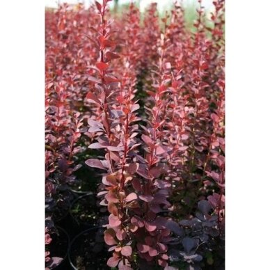 Thunberg's barberry 'Chocolate summer' C5 Thunberg's barberry 'Chocolate summer' C5