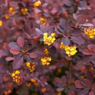 Thunberg's barberry 'Chocolate summer' C5 1 Thunberg's barberry 'Chocolate summer' C5 1