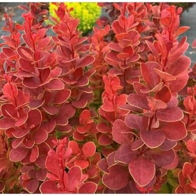 Raugerškis tunbergo 'Neon' C2 Raugerškis tunbergo 'Neon' C2