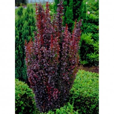 Thunberg's barberry  'Red Rocket', C2
