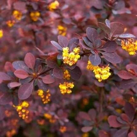 Thunberg's barberry 'Chocolate summer' C5 1 Thunberg's barberry 'Chocolate summer' C5 1