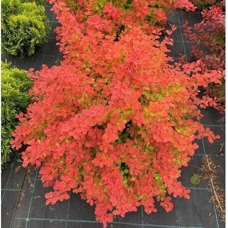 Thunberg's barberry 'Desperados' C5