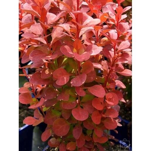 Thunberg's barberry  'Orange Tower' C5