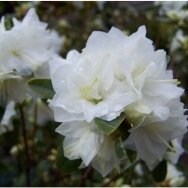 Rhododendron 'April Snow', C10