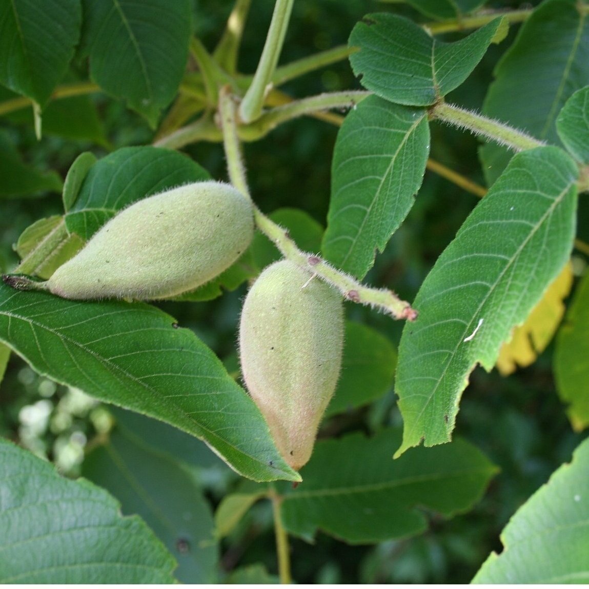 Manchurian walnut C15-20 1 Manchurian walnut C15-20 1