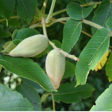 Manchurian walnut C15-20 1 Manchurian walnut C15-20 1