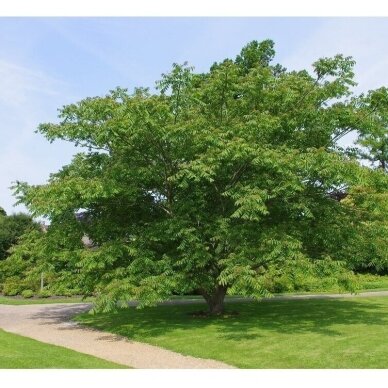 Manchurian walnut C15-20 2 Manchurian walnut C15-20 2