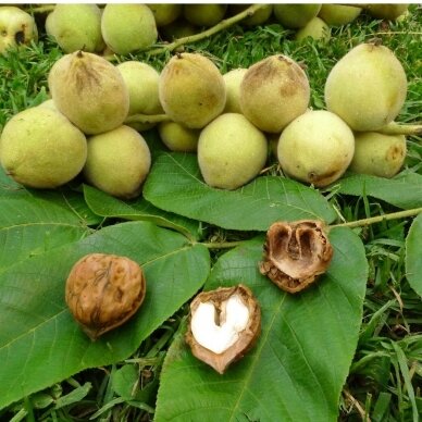 Manchurian walnut C5 3
