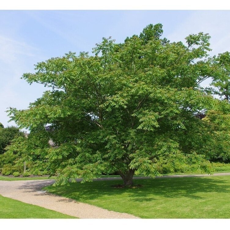 Manchurian walnut C15-20 2 Manchurian walnut C15-20 2