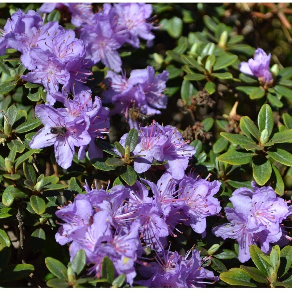 Rododendras 'Gletschernacht' C2