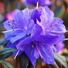 Rododendras 'Gletschernacht' C2 1
