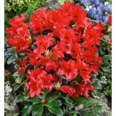 Rhododendron 'Scarlet Wonder' C2