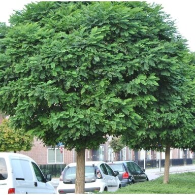 Robinija baltažiedė 'Umbraculifera' C110, Pa