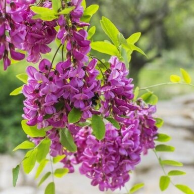 Robinija 'Purple Robe' C10