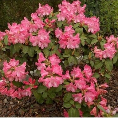 Rododendras 'Gartendirektor Glocker' C2