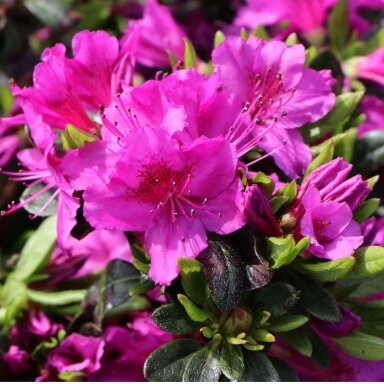 Rododendras 'Königstein' C2