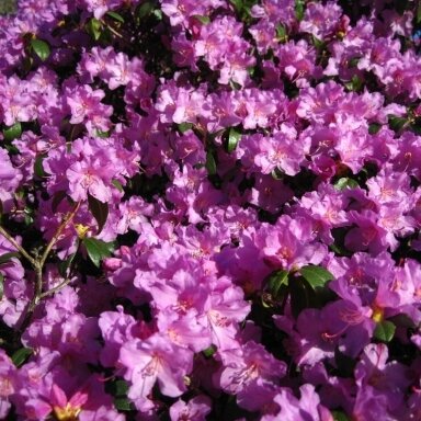 Rododendras 'Praecox' C2