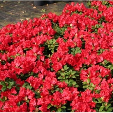 Rododendras 'Baden-Baden' C2 Rododendras 'Baden-Baden' C2