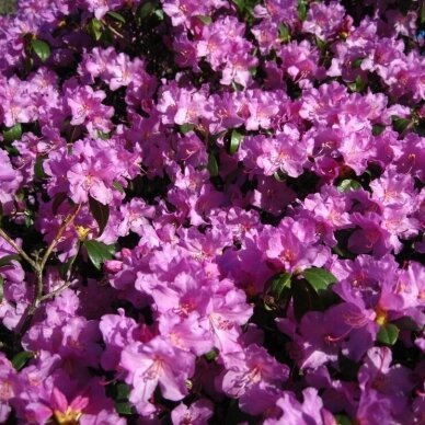 Rododendras 'Praecox' C2 Rododendras 'Praecox' C2